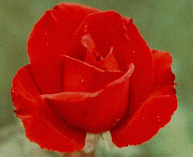 اجمل وردة وردة حمراء ورد احمر اجمل زهرة