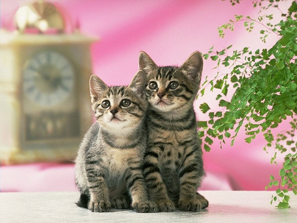 الحيوانات الأليفة الحيوانات الأليفة4 Size:143.80 Kb Dim: 1024 x 768 Size: Kb Dim: x