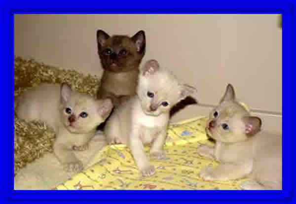 الحيوانات الأليفة قطط صغيرة Size:13.70 Kb Dim: 600 x 414 Size: Kb Dim: x