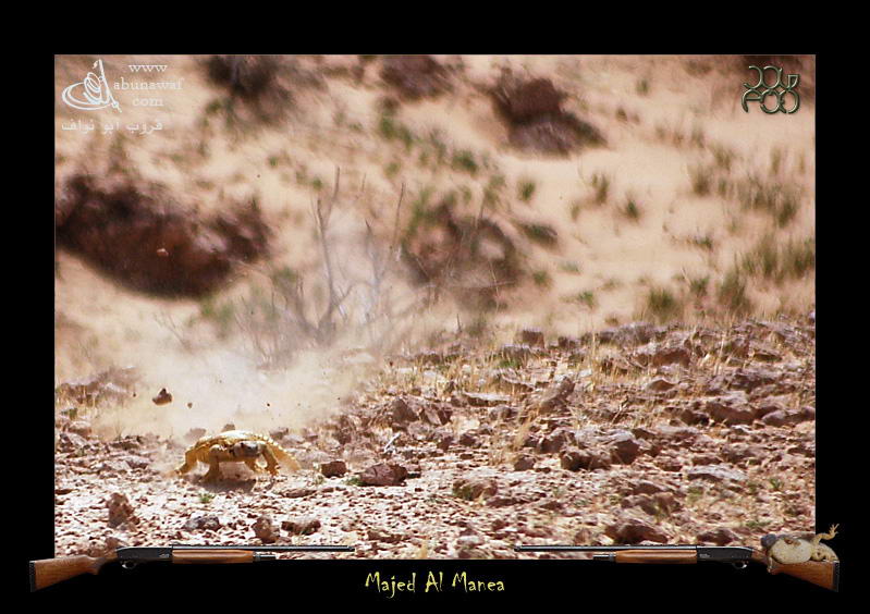 الحيوانات الأليفة طريقة صيد الضبان4 Size:93.30 Kb Dim: 799 x 564 Size: Kb Dim: x