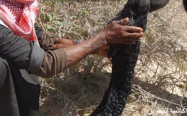 الحيوانات الأليفة صور عملية ولادة ا لجمل1 Size:51.30 Kb Dim: 640 x 399 Size: Kb Dim: x