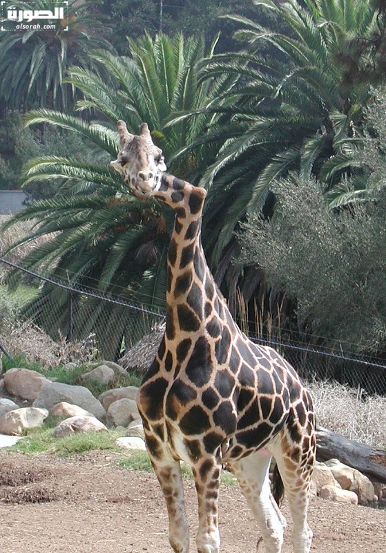 الحيوانات الأليفة زرافه بس اغرب زرافه - صور2 Size:272.80 Kb Dim: 559 x 800 Size: Kb Dim: x