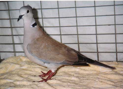 الطيور والجوارح ماجد حمدان11 Size:20.10 Kb Dim: 500 x 362 Size: Kb Dim: x