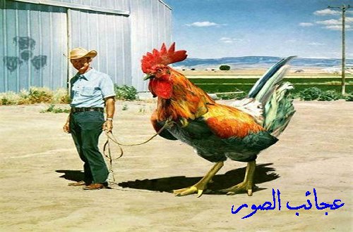 اقوي الصــــــــــــــــــــــــــــــور العجبية ..............[؟][.][؟؟] 39_17618_1120495484.