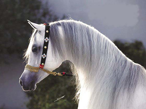 صور متنوعة 2269576939_453d05ec75 Size:85.40 Kb Dim: 500 x 373 Size: Kb Dim: x