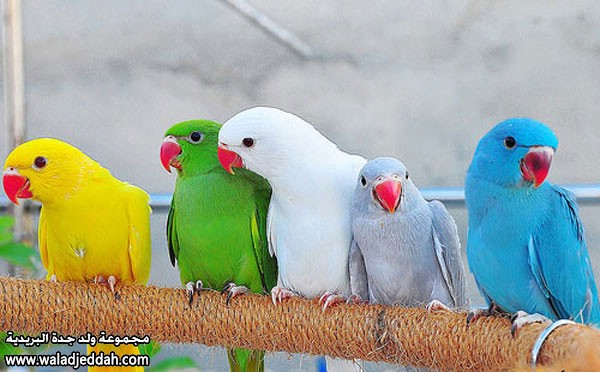 صور متنوعة صور متنوعة5 Size:66.60 Kb Dim: 600 x 372 Size: Kb Dim: x