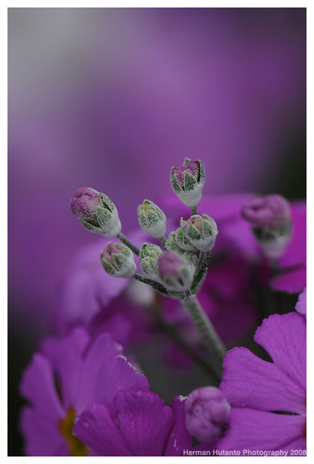 صور متنوعة صور متنوعة5 Size:363.00 Kb Dim: 630 x 930 Size: Kb Dim: x