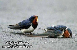 صور متنوعة صور متنوعة9 Size:32.30 Kb Dim: 250 x 163 Size: Kb Dim: x