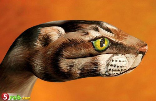 صور متنوعة صور عجيبه بس مميزه 5 Size:35.60 Kb Dim: 500 x 325 Size: Kb Dim: x
