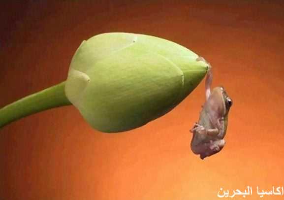صور متنوعة صور من الصعب التقاطها .. بدها10 Size:11.90 Kb Dim: 577 x 406 Size: Kb Dim: x