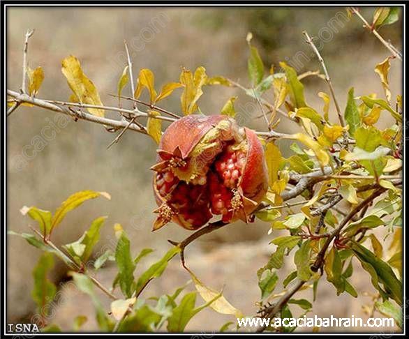 صور متنوعة موسم قطف الرمان في ايران14 Size:57.20 Kb Dim: 586 x 486 Size: Kb Dim: x