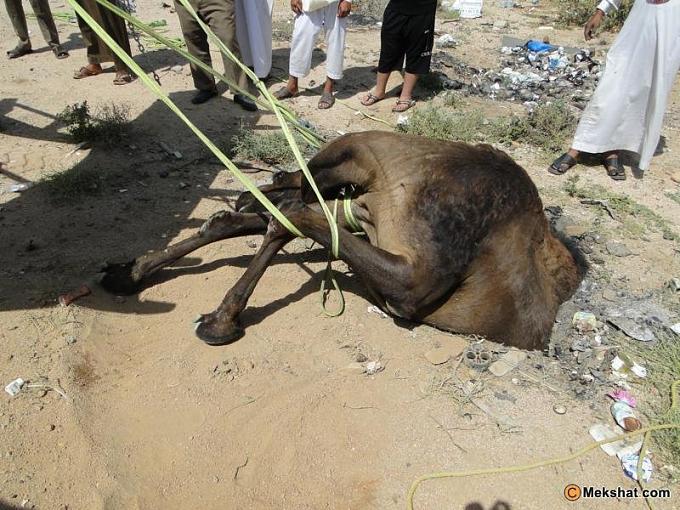 صور متنوعة حادث سقوط ناقه2 Size:83.40 Kb Dim: 680 x 510 Size: Kb Dim: x