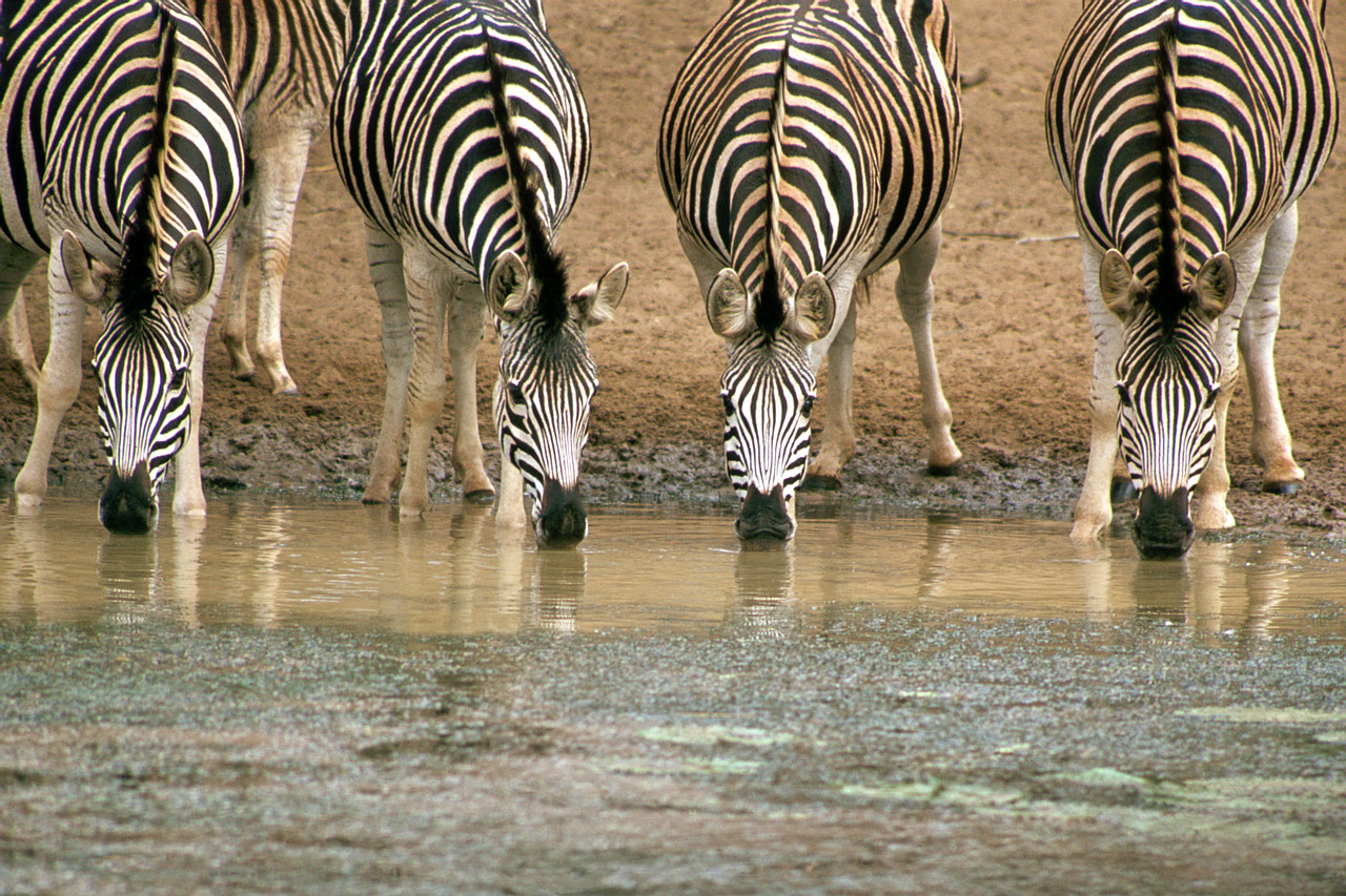 حمار وحشي Zebra حمار وحشي Size:524.80 Kb Dim: 1280 x 853 Size: Kb Dim: x