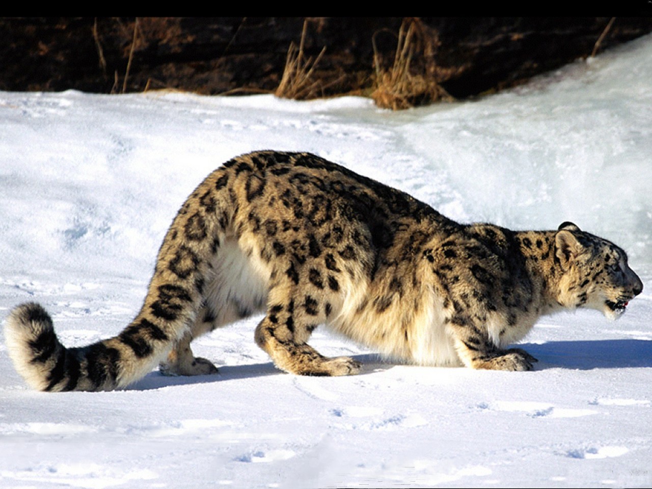 فهود Leopards فهد leopard Size:258.90 Kb Dim: 1280 x 960 Size: Kb Dim: x