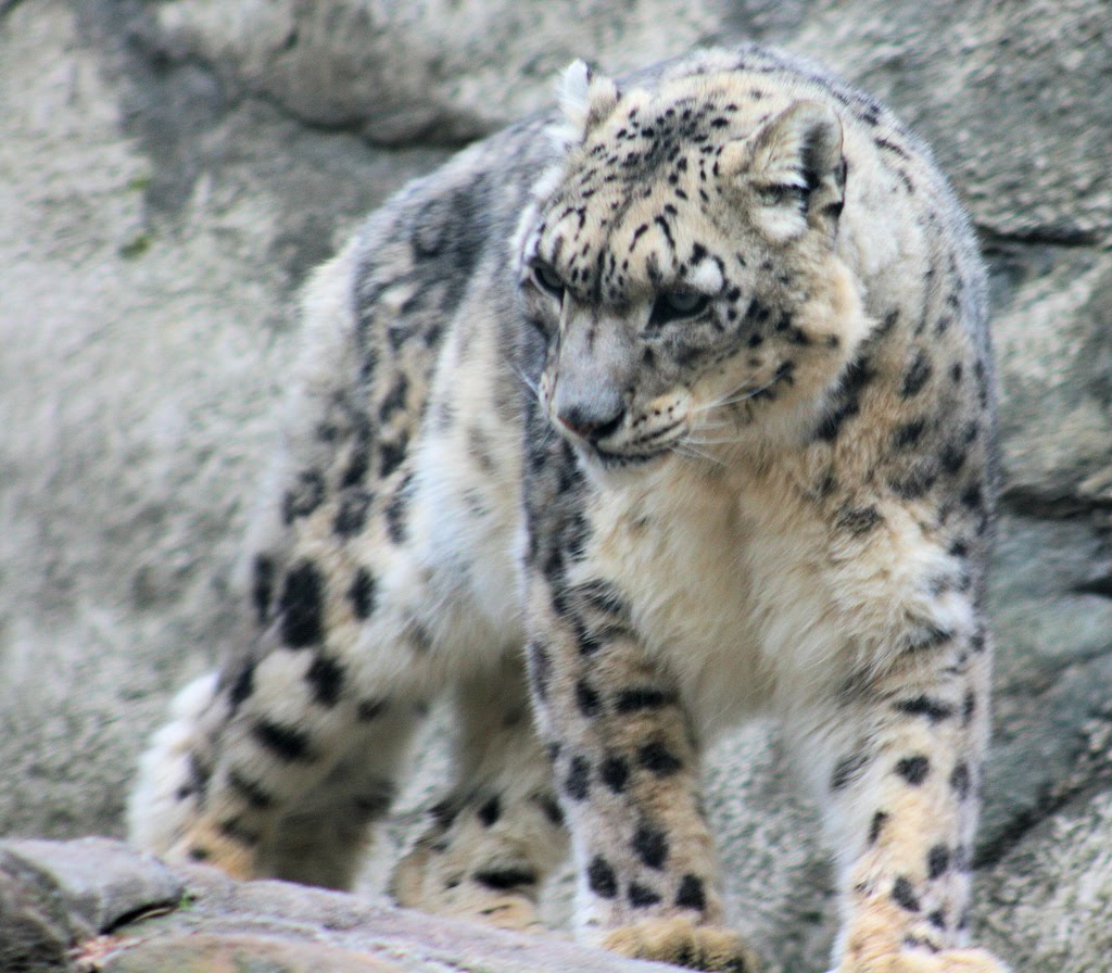 فهود Leopards فهد leopard Size:173.00 Kb Dim: 1024 x 896 Size: Kb Dim: x