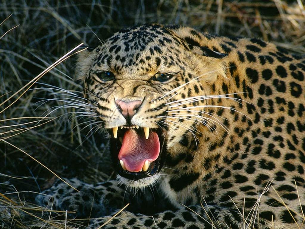 فهود Leopards فهد leopard Size:436.40 Kb Dim: 1024 x 768 Size: Kb Dim: x