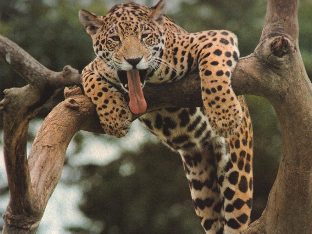 فهود Leopards فهد leopard Size:126.80 Kb Dim: 1024 x 768 Size: Kb Dim: x