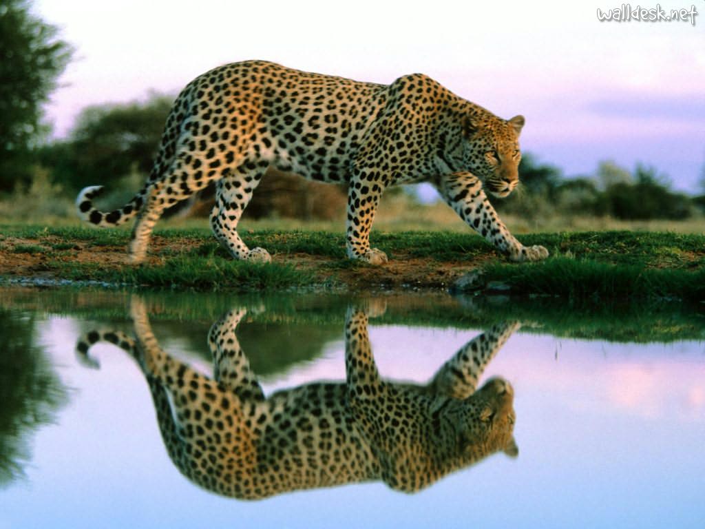 فهود Leopards فهد leopard Size:82.80 Kb Dim: 1024 x 768 Size: Kb Dim: x