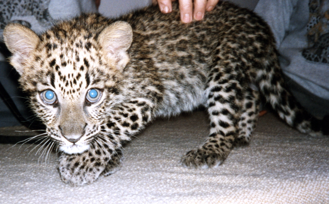 فهود Leopards فهد leopard Size:585.30 Kb Dim: 1358 x 844 Size: Kb Dim: x