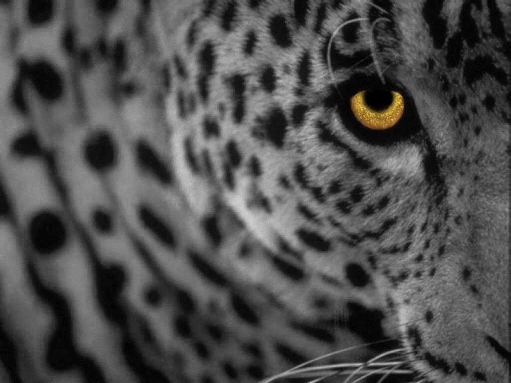 فهود Leopards فهد leopard Size:97.80 Kb Dim: 1024 x 768 Size: Kb Dim: x
