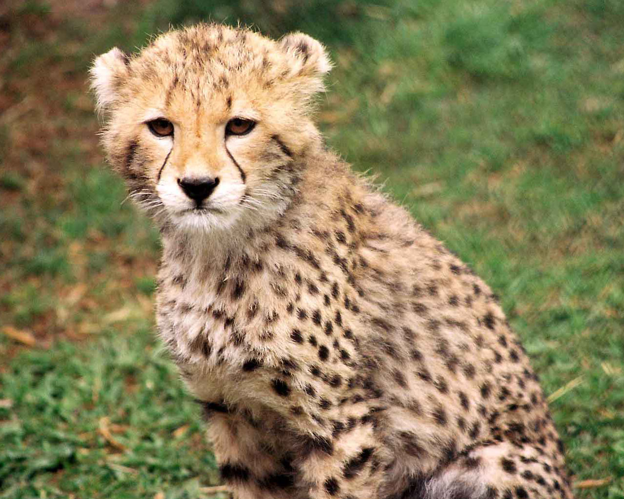 فهود Leopards فهد leopard Size:252.80 Kb Dim: 1280 x 1024 Size: Kb Dim: x
