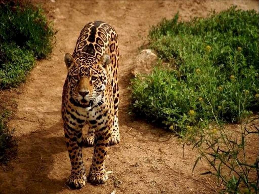 فهود Leopards فهد leopard Size:145.30 Kb Dim: 1024 x 768 Size: Kb Dim: x