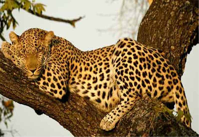 فهود Leopards فهد leopard Size:47.90 Kb Dim: 797 x 549 Size: Kb Dim: x