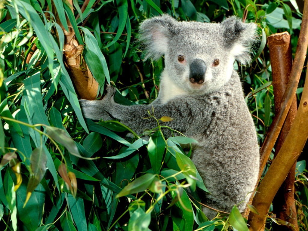كوالا Koala كوالا koala Size:252.30 Kb Dim: 1024 x 768 Size: Kb Dim: x