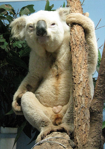 كوالا Koala كوالا koala Size:140.00 Kb Dim: 353 x 500 Size: Kb Dim: x