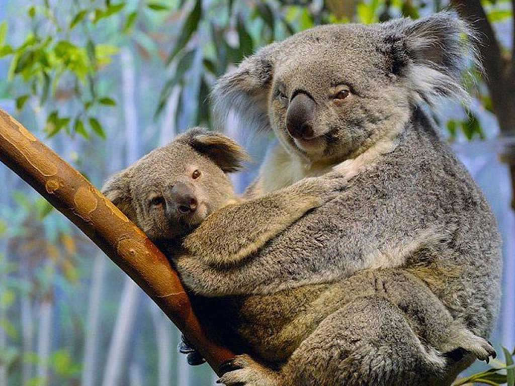 كوالا Koala كوالا koala Size:158.60 Kb Dim: 1024 x 768 Size: Kb Dim: x