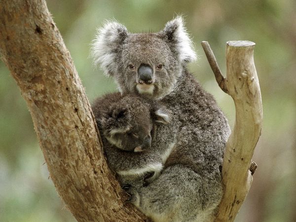 كوالا Koala كوالا koala Size:55.00 Kb Dim: 600 x 450 Size: Kb Dim: x