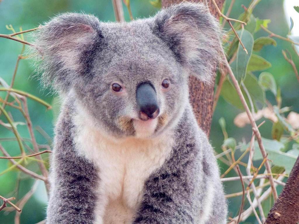 كوالا Koala كوالا koala Size:127.60 Kb Dim: 1024 x 768 Size: Kb Dim: x