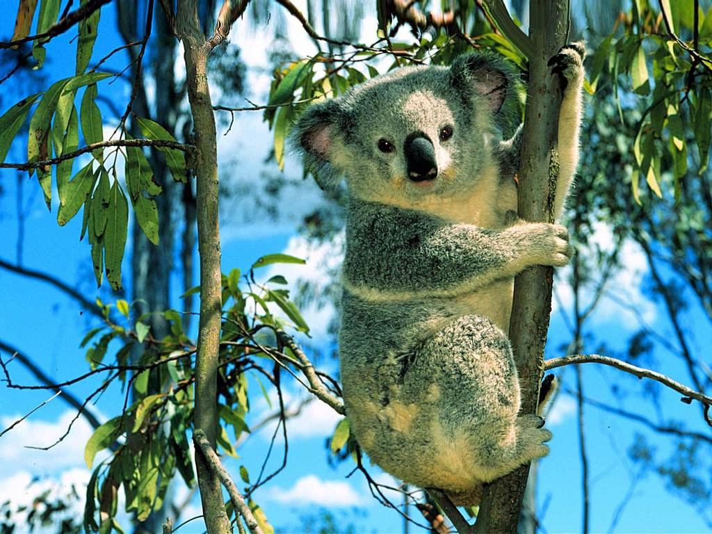 كوالا Koala كوالا koala Size:160.90 Kb Dim: 1024 x 768 Size: Kb Dim: x
