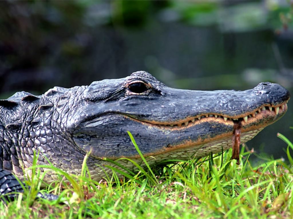 تماسيح crocodile تماسيح ، تمساح Size:144.80 Kb Dim: 1024 x 768 Size: Kb Dim: x