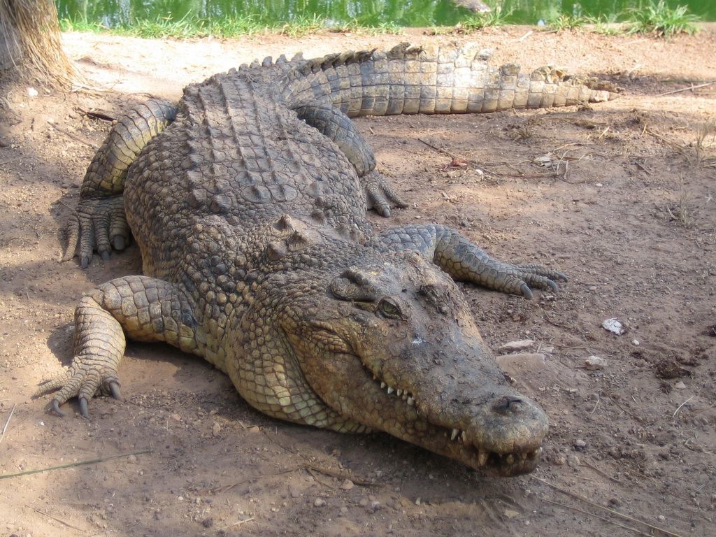 تماسيح crocodile تماسيح ، تمساح Size:246.30 Kb Dim: 1024 x 768 Size: Kb Dim: x