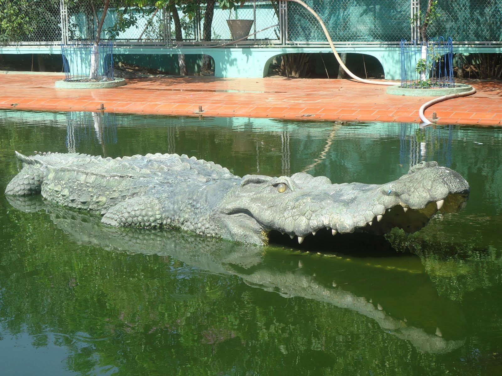 تماسيح crocodile تماسيح ، تمساح Size:394.50 Kb Dim: 1600 x 1200 Size: Kb Dim: x