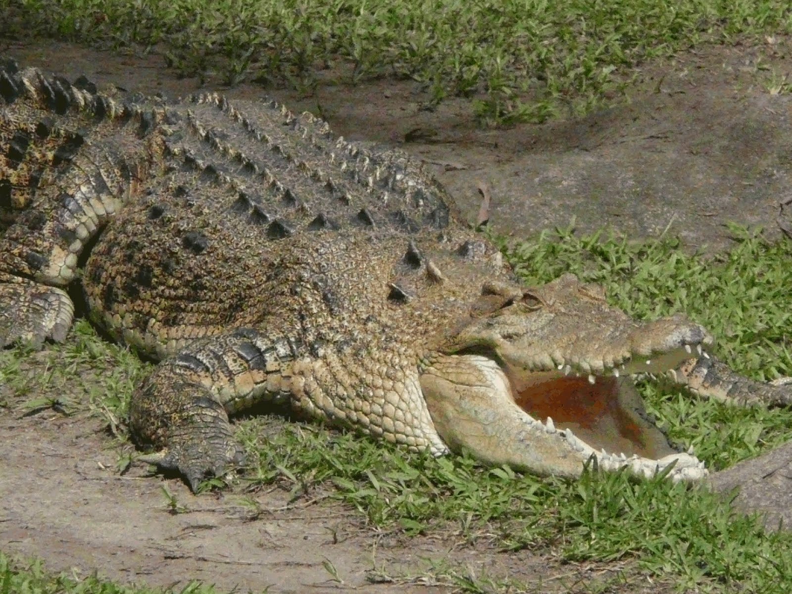 تماسيح crocodile تماسيح ، تمساح Size:348.80 Kb Dim: 1600 x 1200 Size: Kb Dim: x