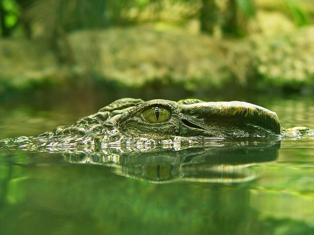 تماسيح crocodile تماسيح ، تمساح Size:177.20 Kb Dim: 1024 x 768 Size: Kb Dim: x