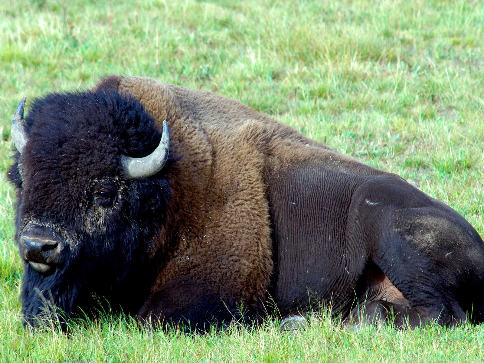 جواميس buffalos جاموس buffalo Size:282.90 Kb Dim: 1600 x 1200 Size: Kb Dim: x