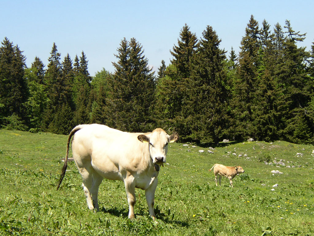 بقر cows بقره Cow Size:278.40 Kb Dim: 1024 x 768 Size: Kb Dim: x