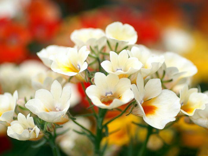 صور اجمل انواع الورود