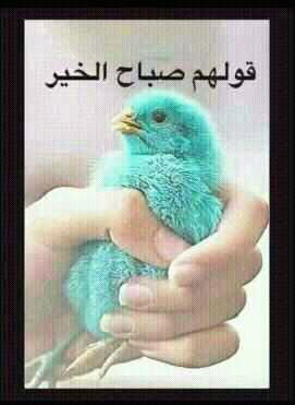 بطاقات الصباح بطاقة الصباح Size:18.90 Kb Dim: 271 x 371 Size: Kb Dim: x