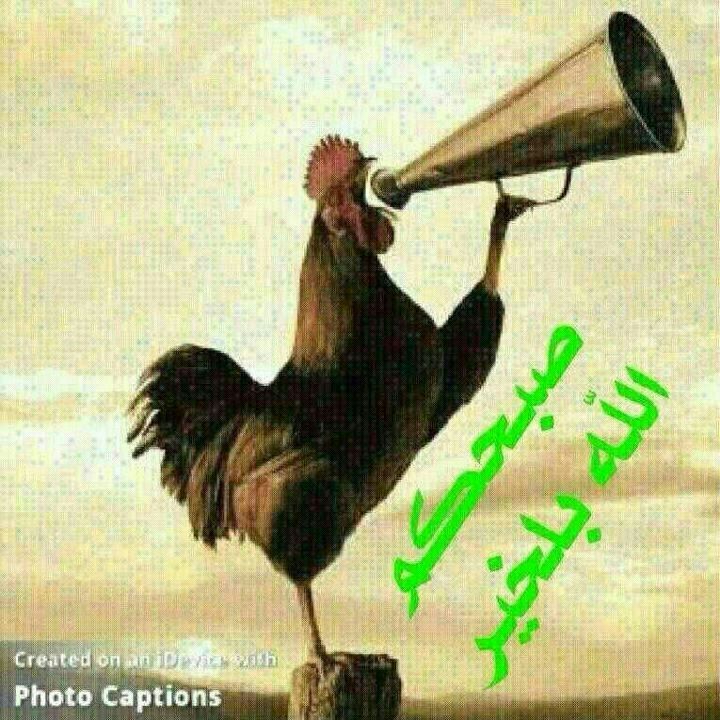 بطاقات الصباح بطاقة الصباح Size:115.90 Kb Dim: 720 x 720 Size: Kb Dim: x