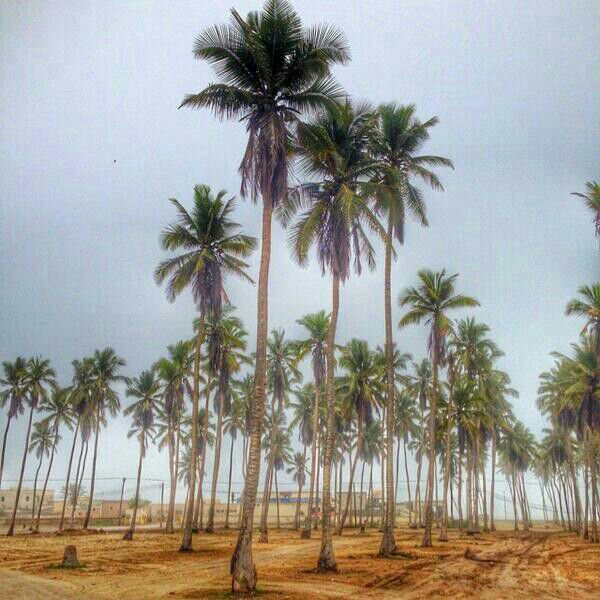 ثمار فاكهة النارجيل Size:77.6 Kb Dim: 600 x 600