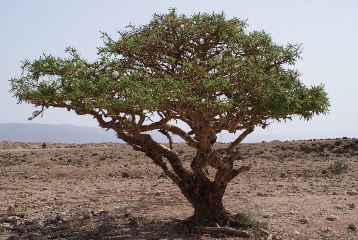 ولاية صلالة اللبان العماني Size:199.50 Kb Dim: 1195 x 800 Size: Kb Dim: x