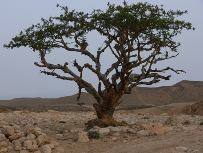 ولاية صلالة اللبان العماني Size:286.00 Kb Dim: 666 x 500 Size: Kb Dim: x