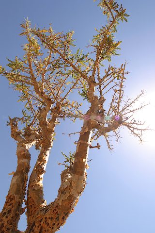 ولاية صلالة اللبان العماني Size:46.60 Kb Dim: 320 x 480 Size: Kb Dim: x