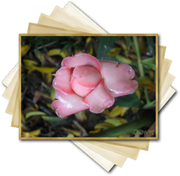 صور البراويز صور البراويز14 Size:205.30 Kb Dim: 353 x 344 Size: Kb Dim: x