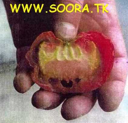 منوعات إسلامية طماطم Size:19.60 Kb Dim: 422 x 407 Size: Kb Dim: x