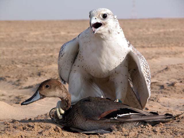 الحيوانات الأليفة الصقر الأبيض Size:61.50 Kb Dim: 640 x 480 Size: Kb Dim: x